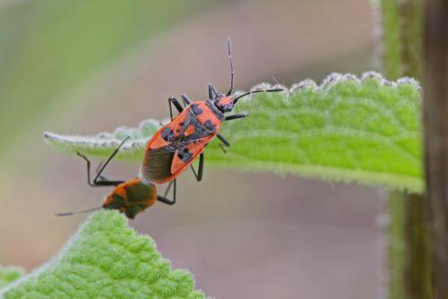 Corizus hyoscyami hyoscyami